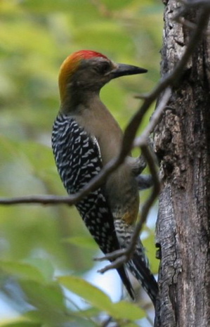 Hoffmann's Woodpecker Melanerpes hoffmannii