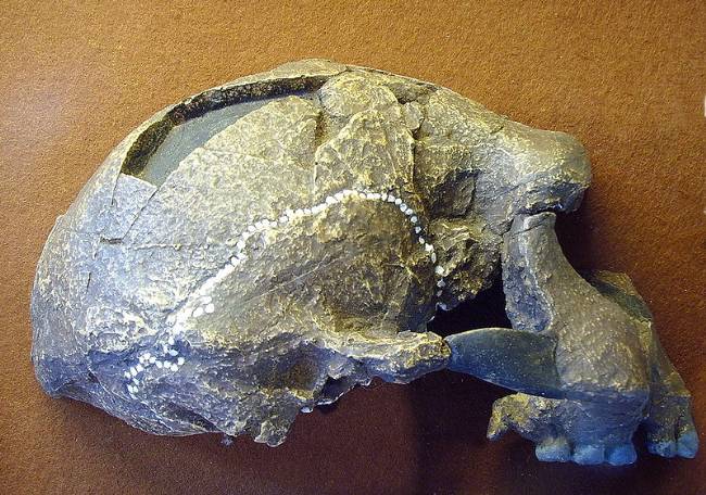 Homo erectus skull