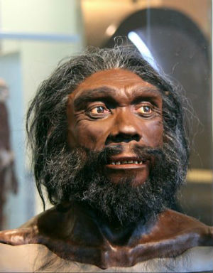 picture of homo heidelbergensis