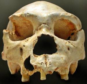 homo heidelbergensis skull