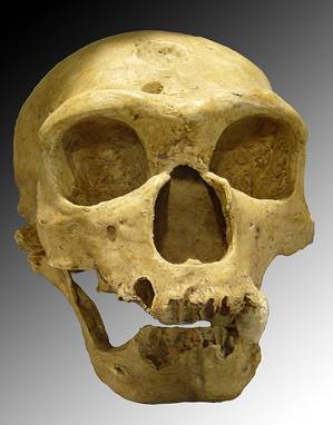 Homo neanderthalensis skull