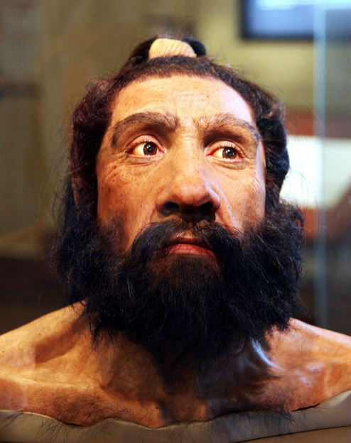 picture of Homo neanderthalensis