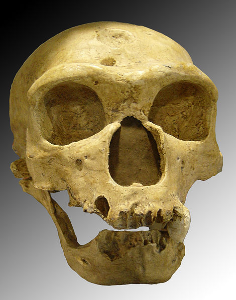 picture of a Homo neanderthalensis skull