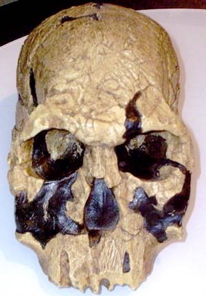 Homo rudolfensis