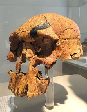 Homo rudolfensis