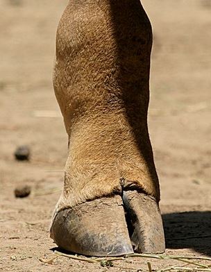 giraffe hoof