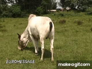 horse-cow hybrid