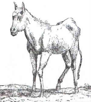 horse-cow hybrid by Jean-Pierre Houël