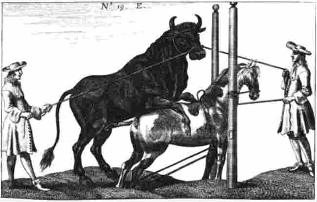 horse-cow hybrids