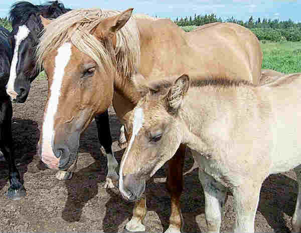 moose-horse hybrid