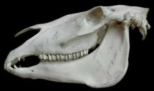 Horse skull