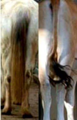 horse-tail and cow tail