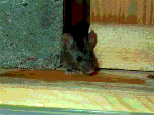 Picture of a house mouse