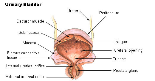 human urinary bladder