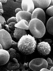 Human blood cells