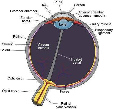 human eye diagram