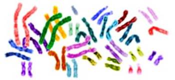 human karyotype colored