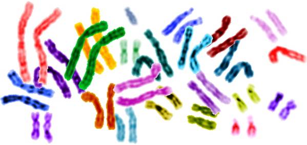 karyotype male. Using thethe karyotype male