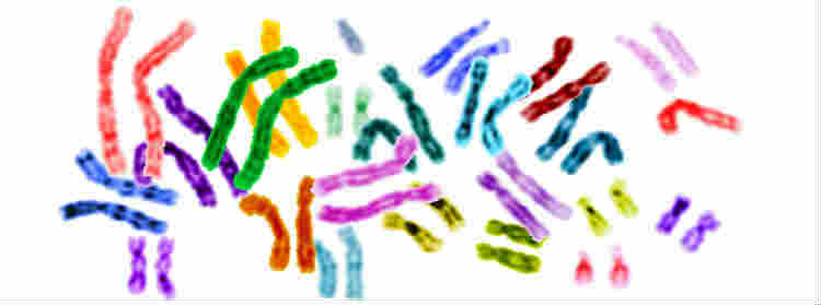 Chromosome pairs