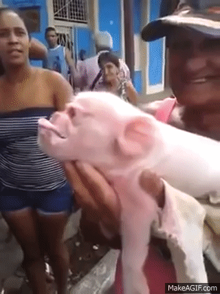 human-Pig Hybrid