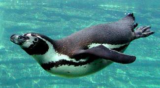 Humboldt Penguin diving