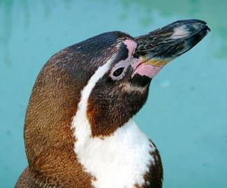 Humboldt Penguin