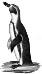 picture of Humboldt Penguin