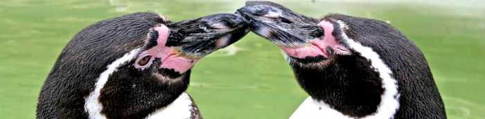 Humboldt Penguins