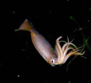 Humboldt Squid