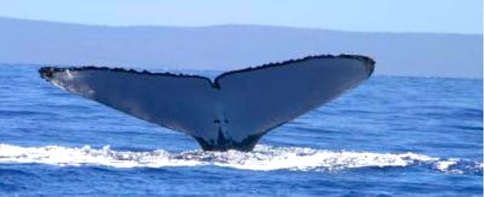 Picture of a A humpback whale showing its fluke off Hawaii