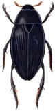 Hydrophilus