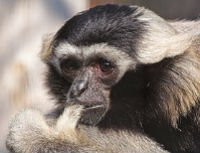 Hylobates pileatus