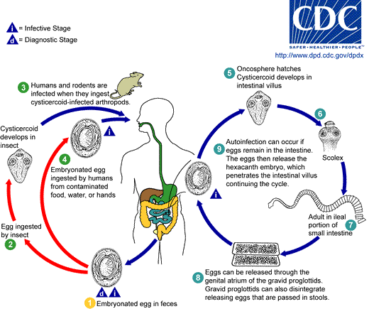 picture of Hymenolepis nana life cycle