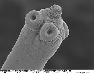 picture of Hymenolepis scolex