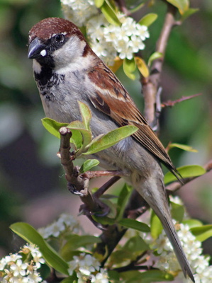 Italian Sparrow Passer italiae