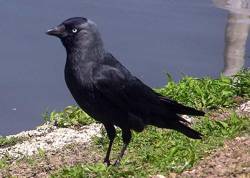 Jackdaw Corvus monedula