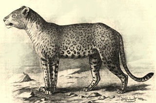 Jaguar-leopard Hybrids - Mammalian Hybrids - Biology Dictionary