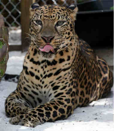 jaguar and tiger hybrids