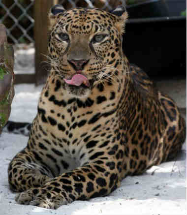 hybrid lion leopard