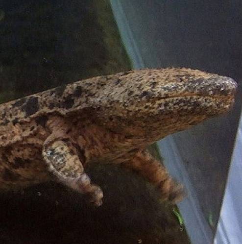 Japanese Giant Salamander