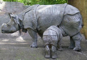 Javan rhinoceros mother and calf