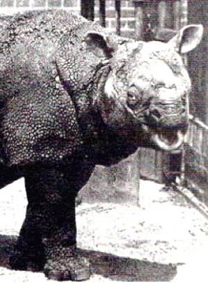 Javan Rhinoceros