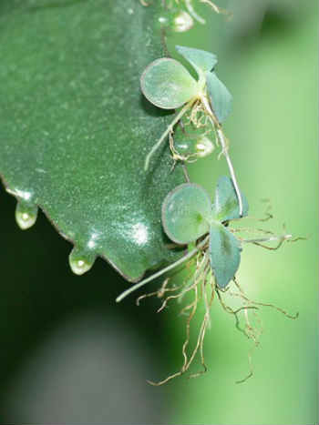 vegetative reproduction