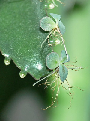 Vegetative Reproduction Cutting