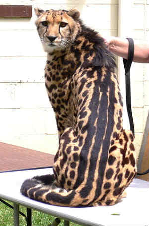 Cheetah-leopard hybrid