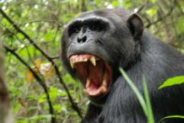 Gorilla-chimpanzee hybrid