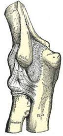 Elbow anatomy