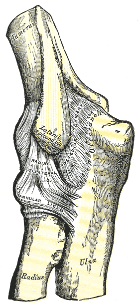 Elbow anatomy