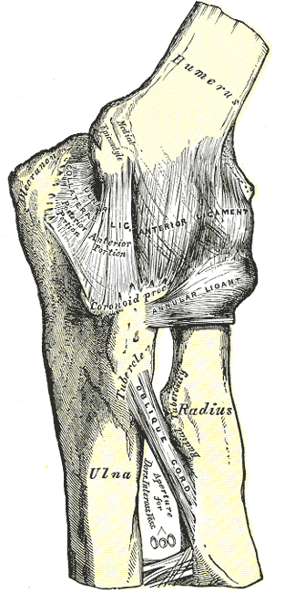 Elbow anatomy