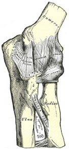 Elbow anatomy